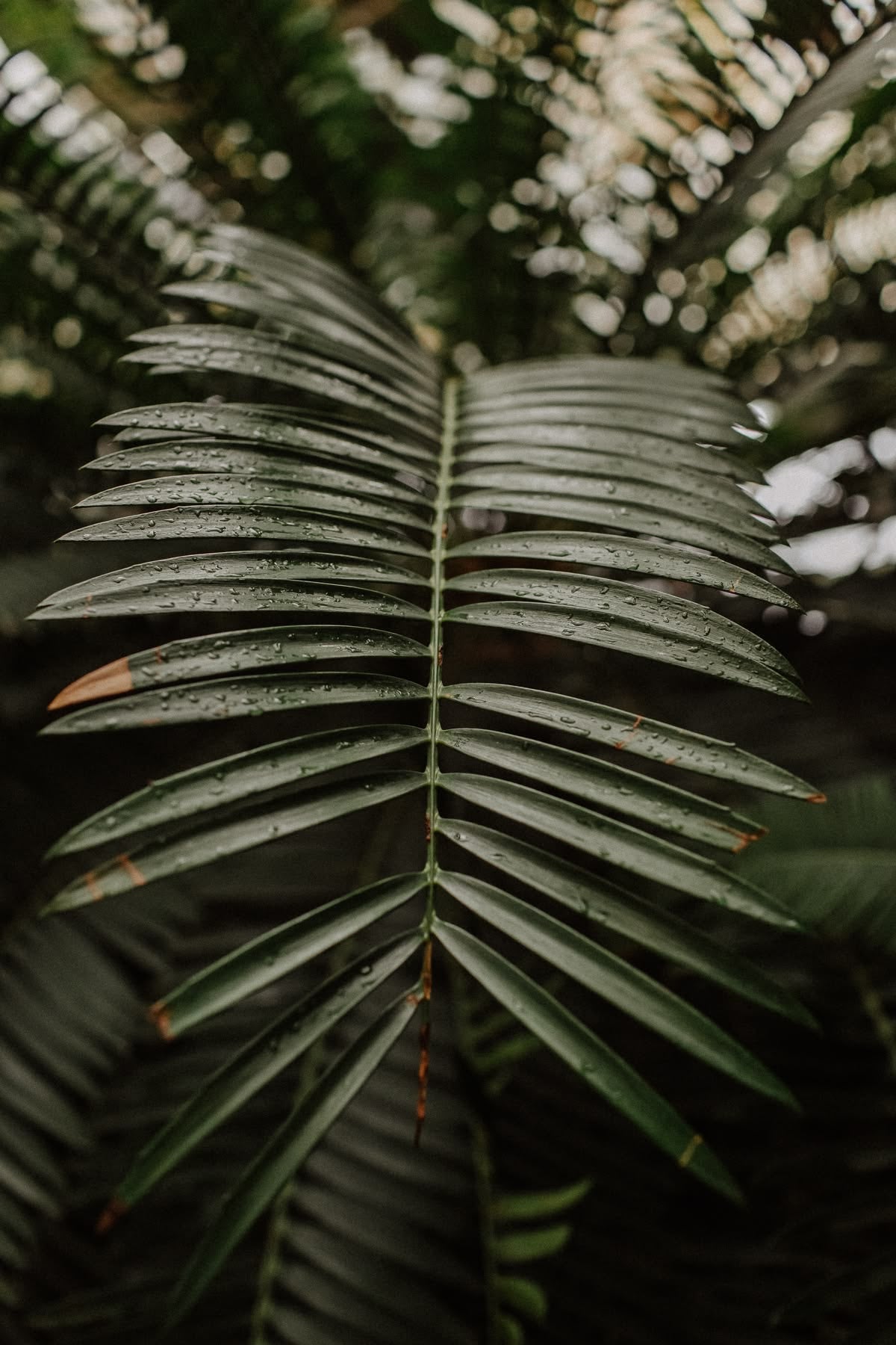 Salvaje tropical